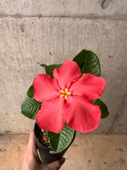 【現品限り】パキポディウム・ウィンゾリー 大株 実生【B77】 Pachypodium gracilius