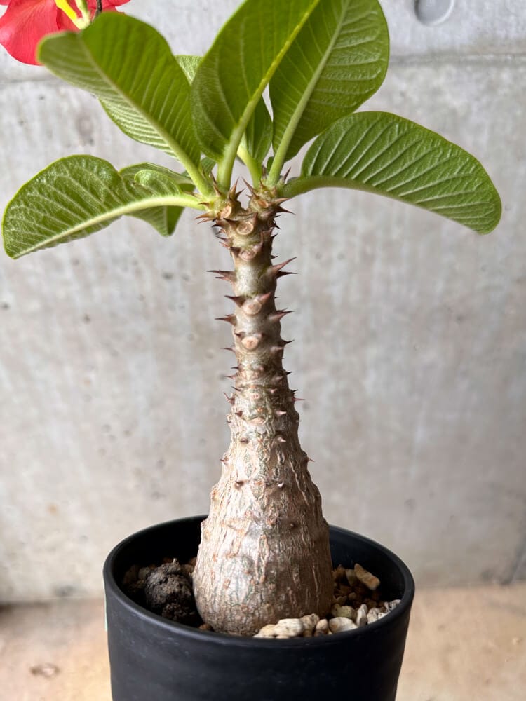 【現品限り】パキポディウム・ウィンゾリー 大株 実生【B77】 Pachypodium gracilius