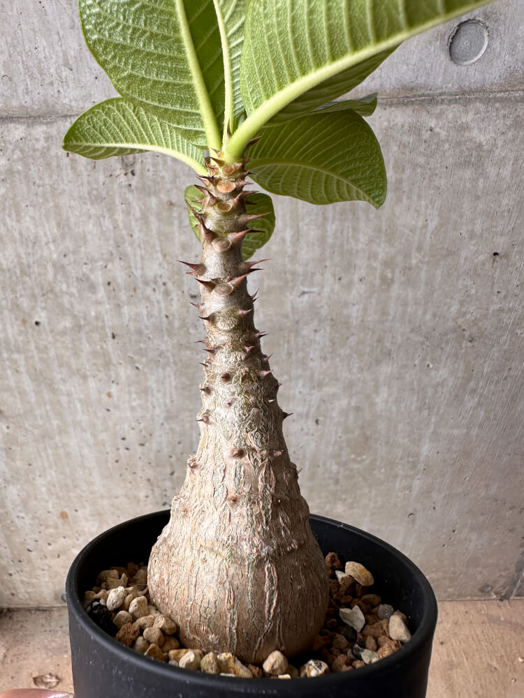 【現品限り】パキポディウム・ウィンゾリー 大株 実生【B77】 Pachypodium gracilius