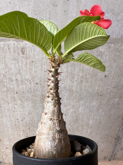 【現品限り】パキポディウム・ウィンゾリー 大株 実生【B77】 Pachypodium gracilius