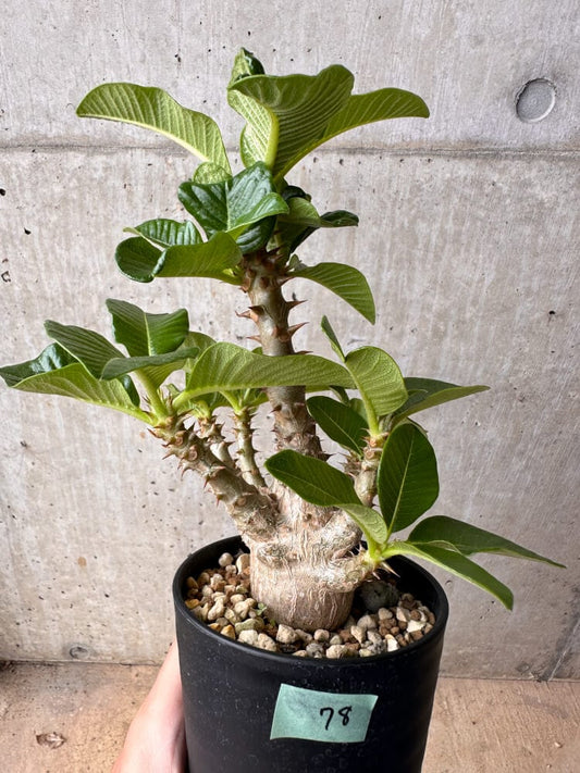 【現品限り】パキポディウム・ウィンゾリー 大株 実生【B78】 Pachypodium gracilius