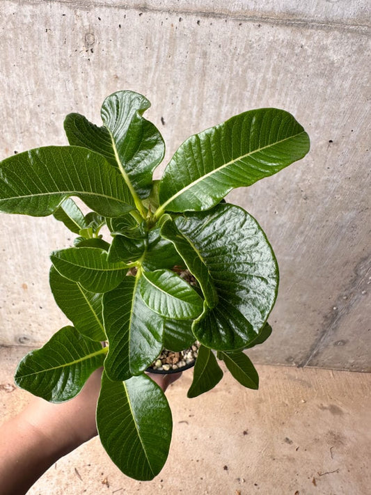 【現品限り】パキポディウム・ウィンゾリー 大株 実生【B78】 Pachypodium gracilius