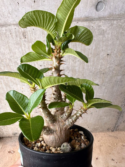 【現品限り】パキポディウム・ウィンゾリー 大株 実生【B78】 Pachypodium gracilius