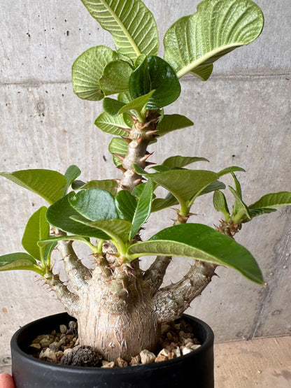 【現品限り】パキポディウム・ウィンゾリー 大株 実生【B78】 Pachypodium gracilius