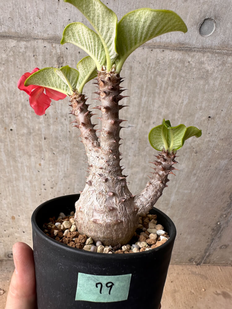 【現品限り】パキポディウム・ウィンゾリー 大株 実生【B79】 Pachypodium gracilius