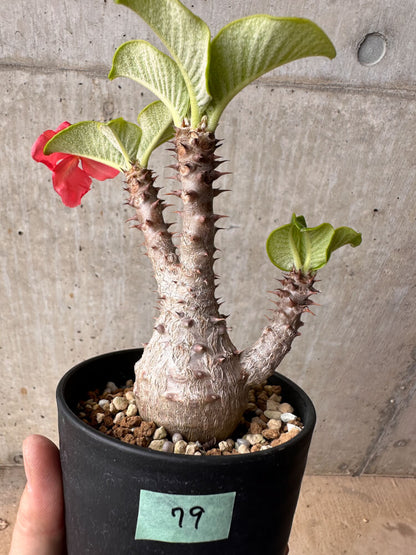 【現品限り】パキポディウム・ウィンゾリー 大株 実生【B79】 Pachypodium gracilius