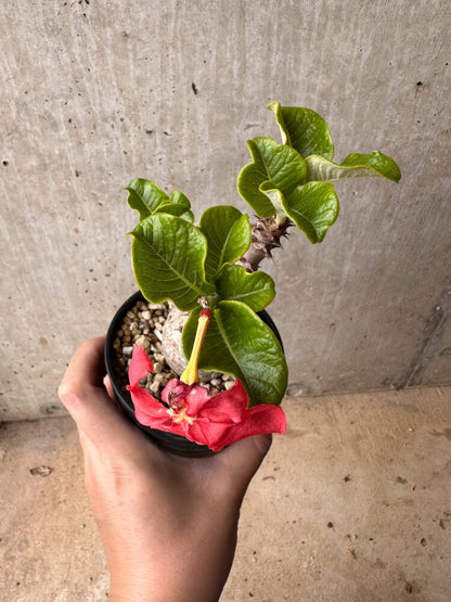 【現品限り】パキポディウム・ウィンゾリー 大株 実生【B79】 Pachypodium gracilius