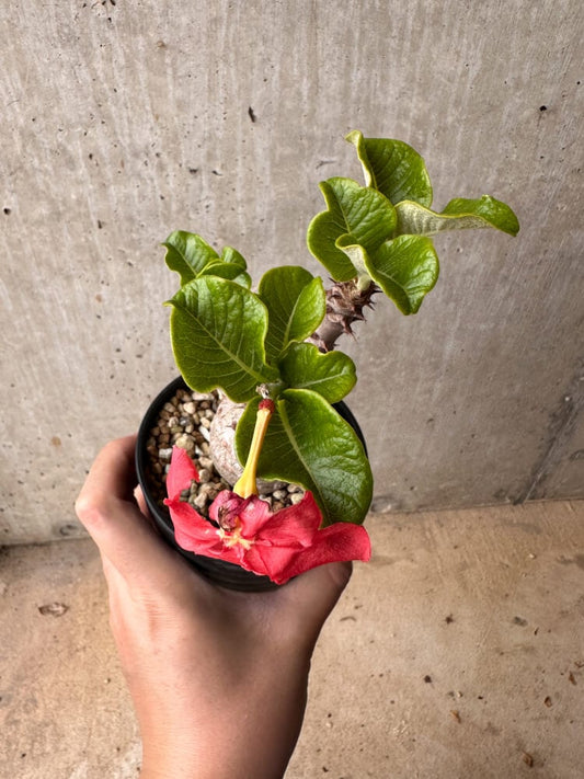 【現品限り】パキポディウム・ウィンゾリー 大株 実生【B79】 Pachypodium gracilius