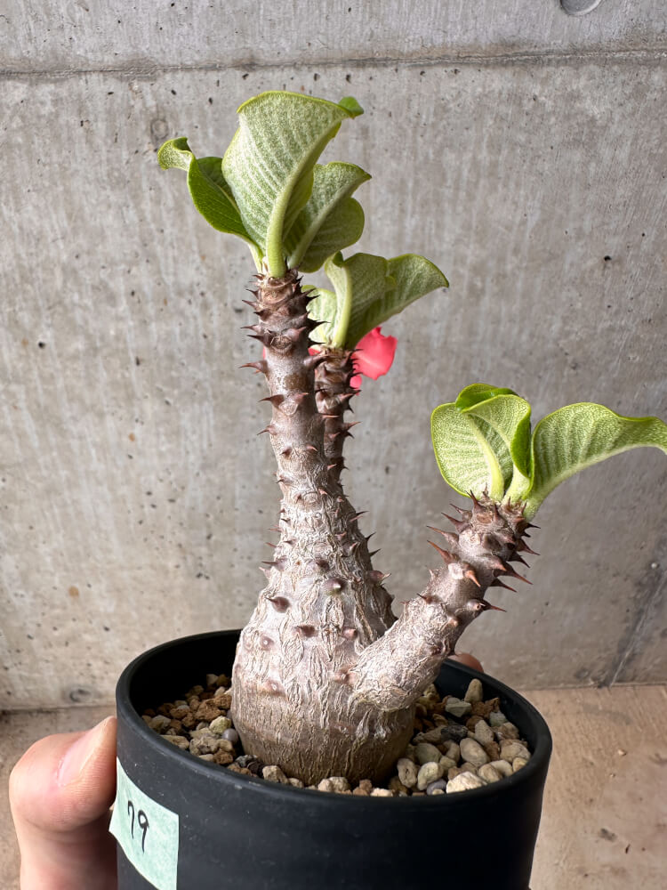 【現品限り】パキポディウム・ウィンゾリー 大株 実生【B79】 Pachypodium gracilius