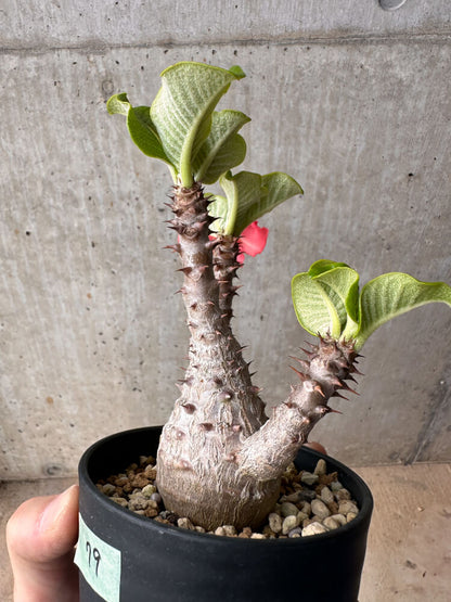 【現品限り】パキポディウム・ウィンゾリー 大株 実生【B79】 Pachypodium gracilius