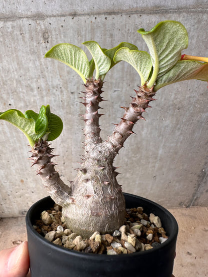 【現品限り】パキポディウム・ウィンゾリー 大株 実生【B79】 Pachypodium gracilius