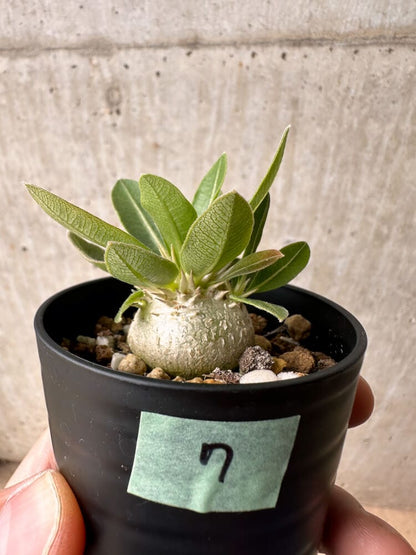 【現品限り】パキポディウム・エニグマチカム【B7】 Pachypodium enigmaticum