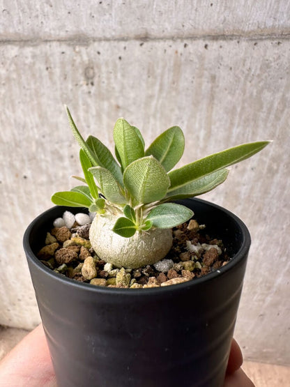 【現品限り】パキポディウム・エニグマチカム【B7】 Pachypodium enigmaticum