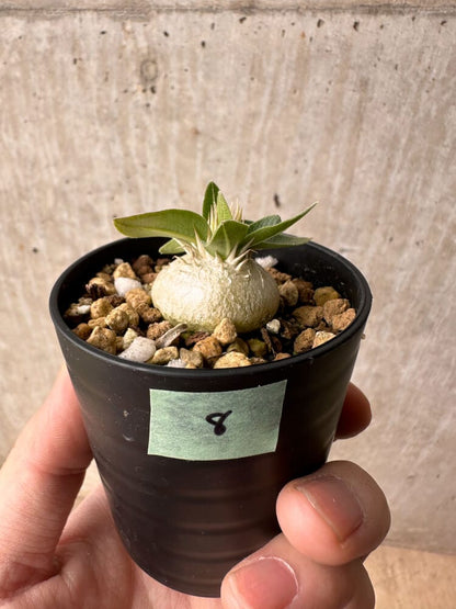 【現品限り】パキポディウム・エニグマチカム【B8】 Pachypodium enigmaticum