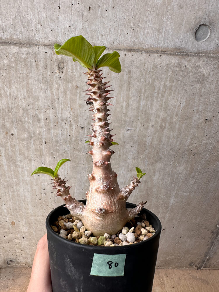 【現品限り】パキポディウム・ウィンゾリー 大株 実生【B80】 Pachypodium gracilius