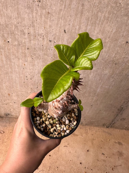 【現品限り】パキポディウム・ウィンゾリー 大株 実生【B80】 Pachypodium gracilius