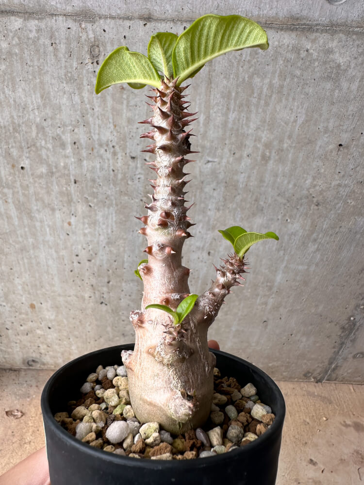 【現品限り】パキポディウム・ウィンゾリー 大株 実生【B80】 Pachypodium gracilius