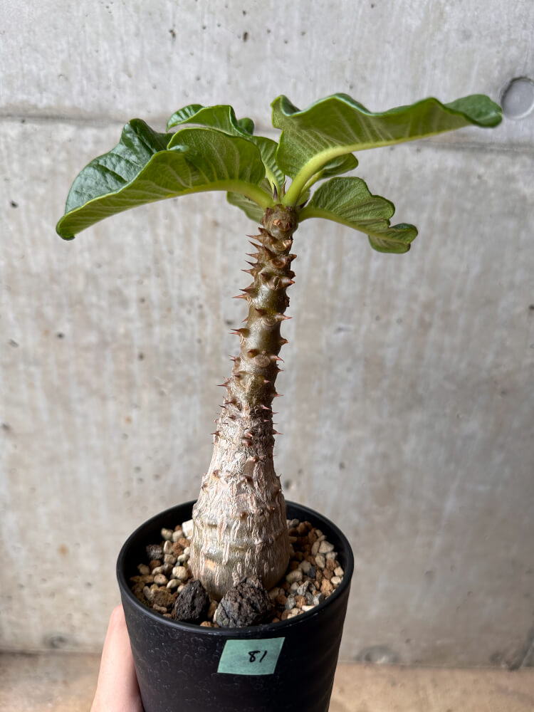 【現品限り】パキポディウム・ウィンゾリー 大株 実生【B81】 Pachypodium gracilius