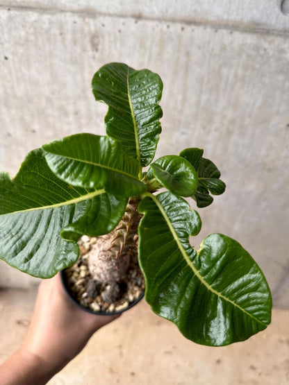 【現品限り】パキポディウム・ウィンゾリー 大株 実生【B81】 Pachypodium gracilius