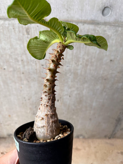 【現品限り】パキポディウム・ウィンゾリー 大株 実生【B81】 Pachypodium gracilius