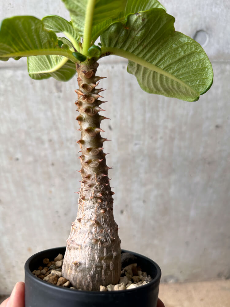 【現品限り】パキポディウム・ウィンゾリー 大株 実生【B81】 Pachypodium gracilius