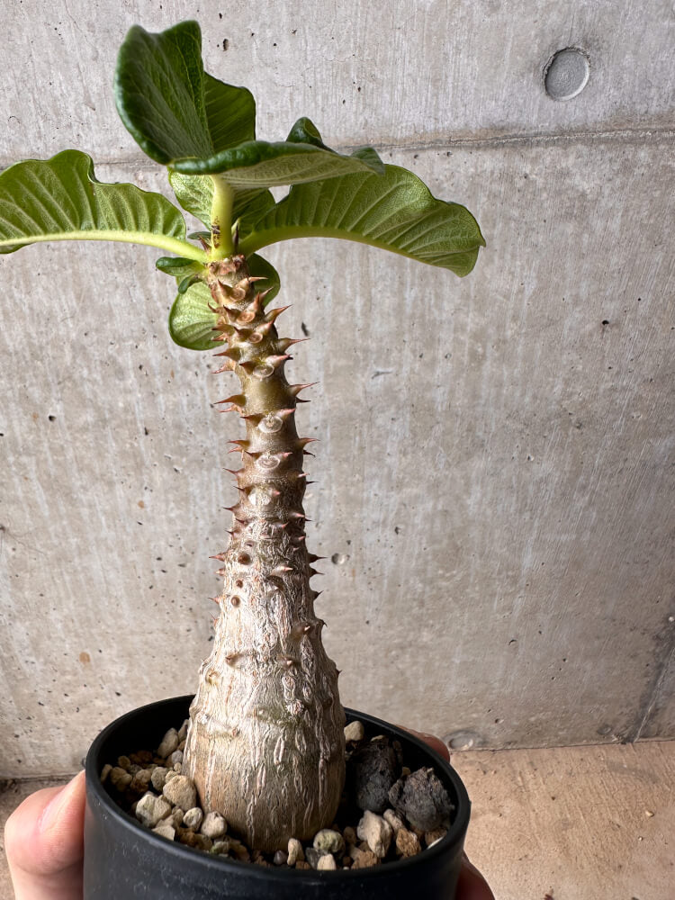 【現品限り】パキポディウム・ウィンゾリー 大株 実生【B81】 Pachypodium gracilius