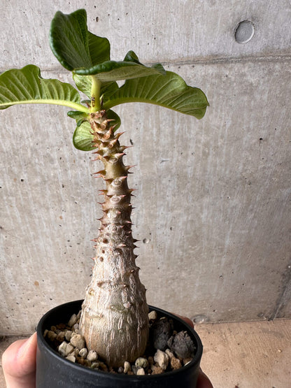 【現品限り】パキポディウム・ウィンゾリー 大株 実生【B81】 Pachypodium gracilius