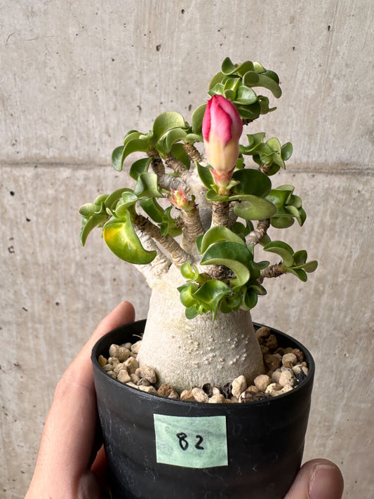 【現品限り】アデニウム・DHA 大株 葉巻【B82】 Adenium DHA