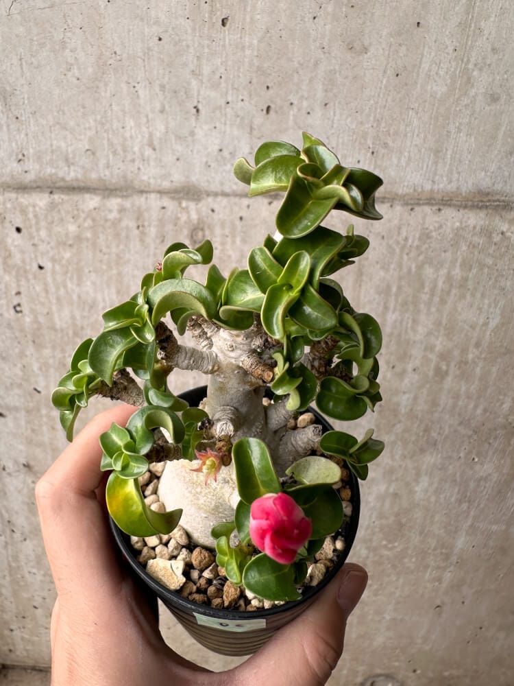 【現品限り】アデニウム・DHA 大株 葉巻【B82】 Adenium DHA