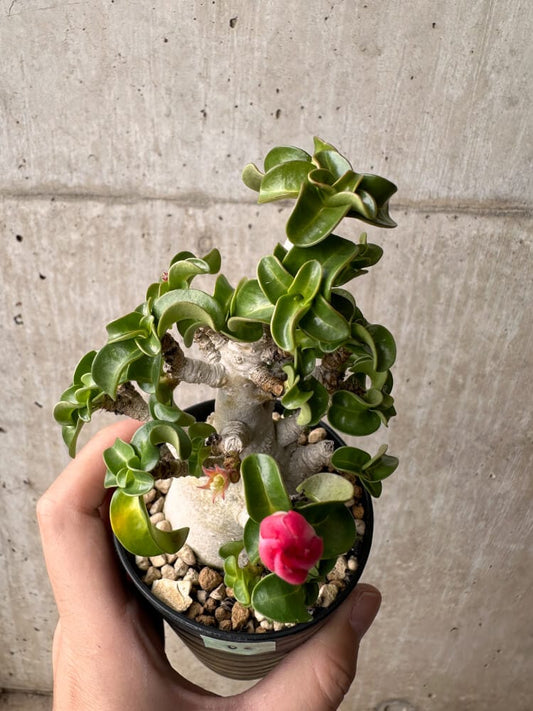 【現品限り】アデニウム・DHA 大株 葉巻【B82】 Adenium DHA