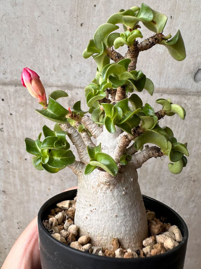 【現品限り】アデニウム・DHA 大株 葉巻【B82】 Adenium DHA