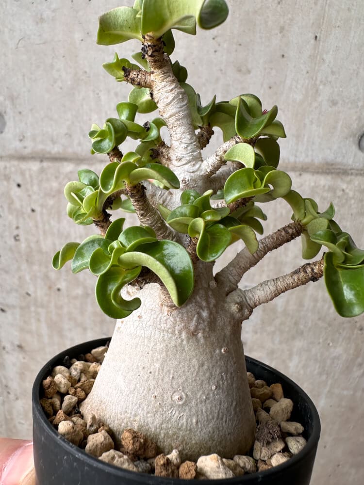 【現品限り】アデニウム・DHA 大株 葉巻【B82】 Adenium DHA