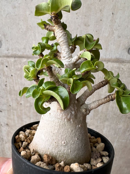 【現品限り】アデニウム・DHA 大株 葉巻【B82】 Adenium DHA