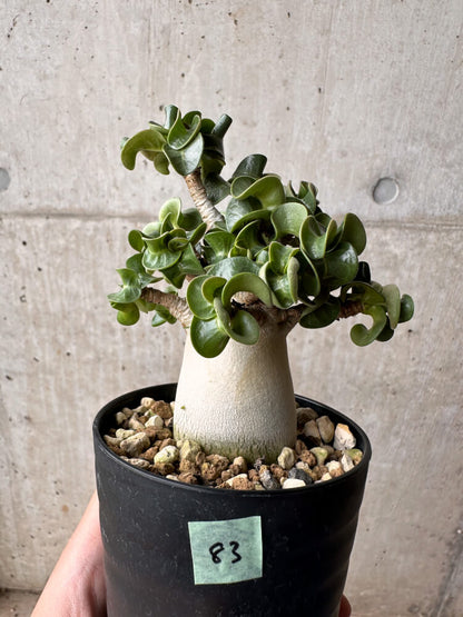 【現品限り】アデニウム・DHA 大株 葉巻【B83】 Adenium DHA