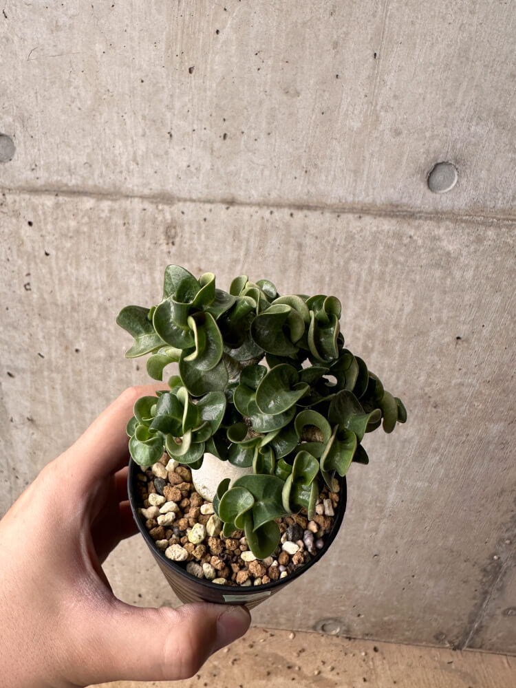 【現品限り】アデニウム・DHA 大株 葉巻【B83】 Adenium DHA