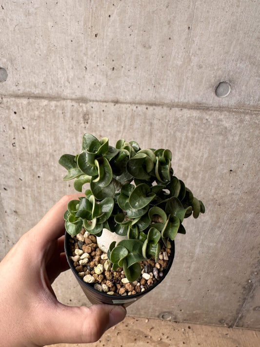 【現品限り】アデニウム・DHA 大株 葉巻【B83】 Adenium DHA