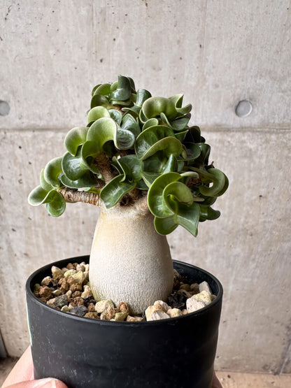 【現品限り】アデニウム・DHA 大株 葉巻【B83】 Adenium DHA