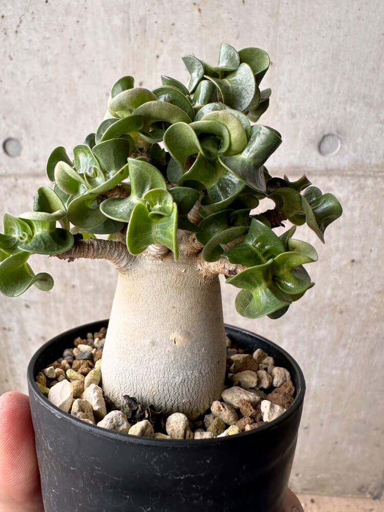 【現品限り】アデニウム・DHA 大株 葉巻【B83】 Adenium DHA