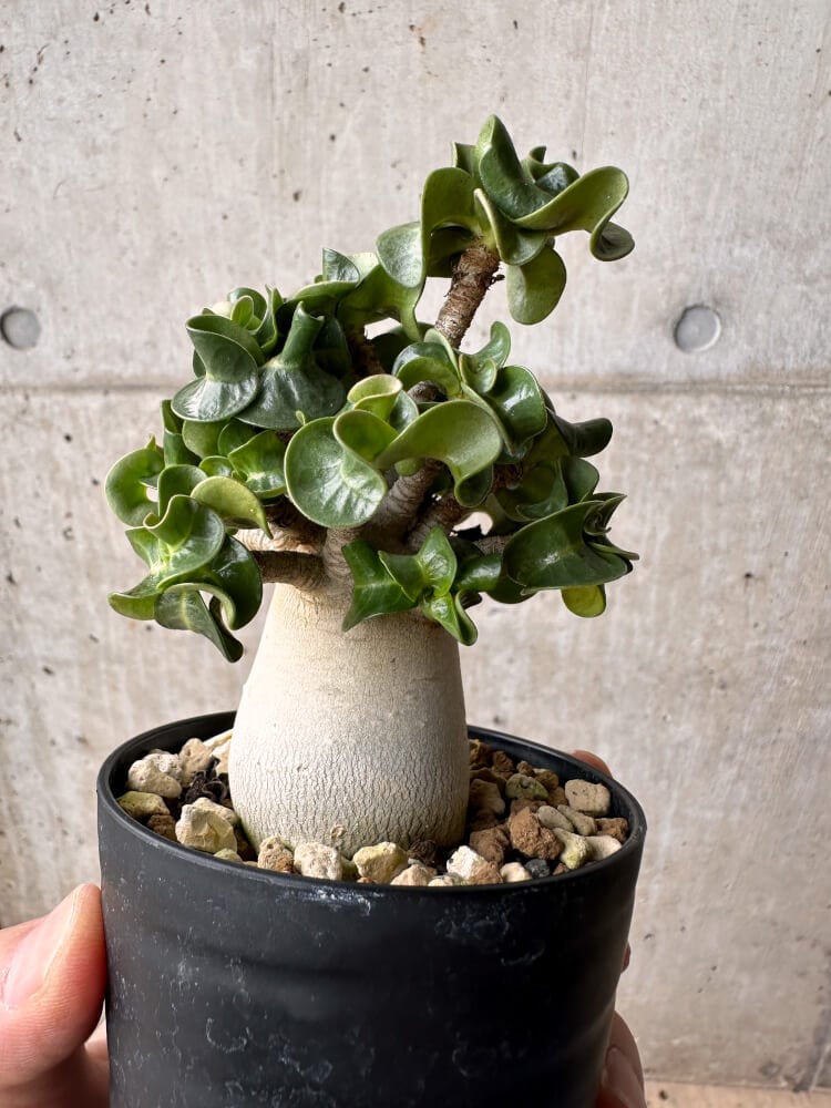 【現品限り】アデニウム・DHA 大株 葉巻【B83】 Adenium DHA