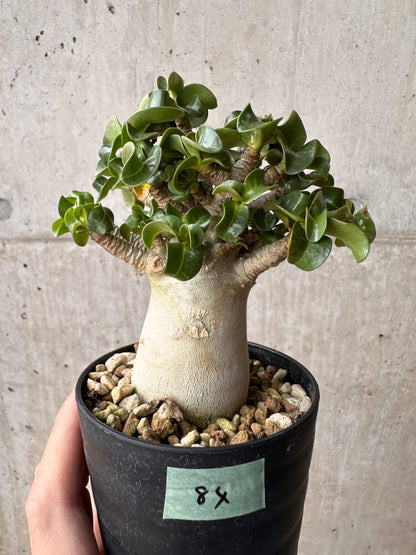 【現品限り】アデニウム・DHA 大株 葉巻【B84】 Adenium DHA