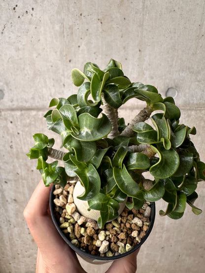 【現品限り】アデニウム・DHA 大株 葉巻【B84】 Adenium DHA