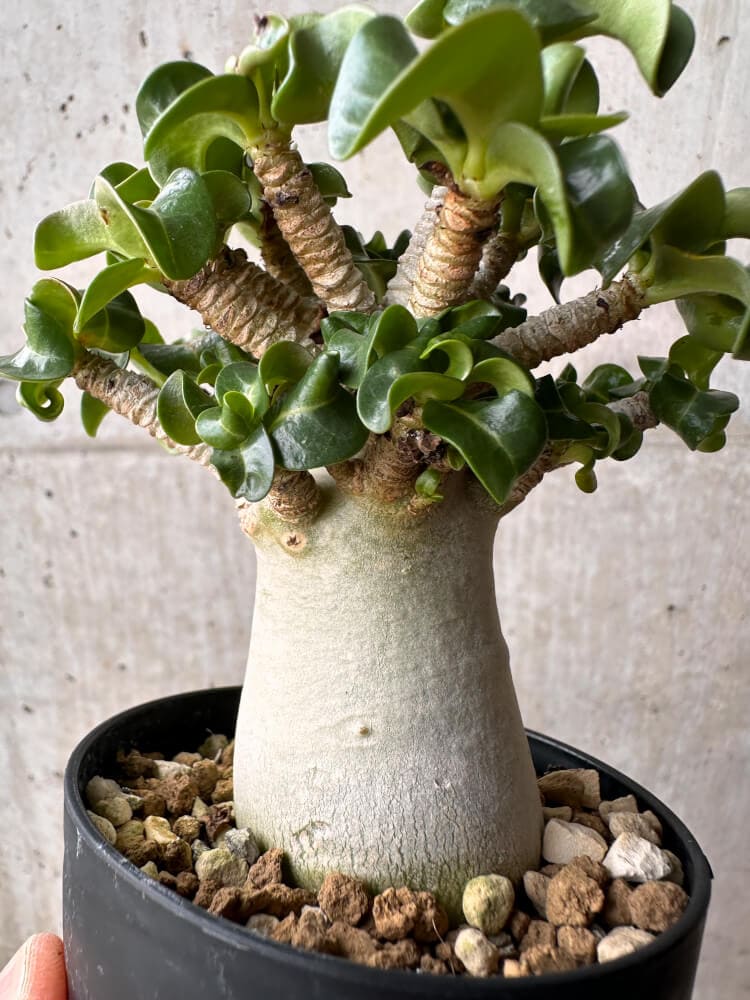 【現品限り】アデニウム・DHA 大株 葉巻【B84】 Adenium DHA