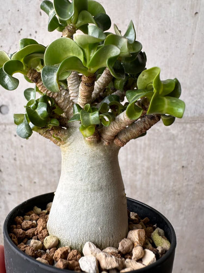 【現品限り】アデニウム・DHA 大株 葉巻【B84】 Adenium DHA