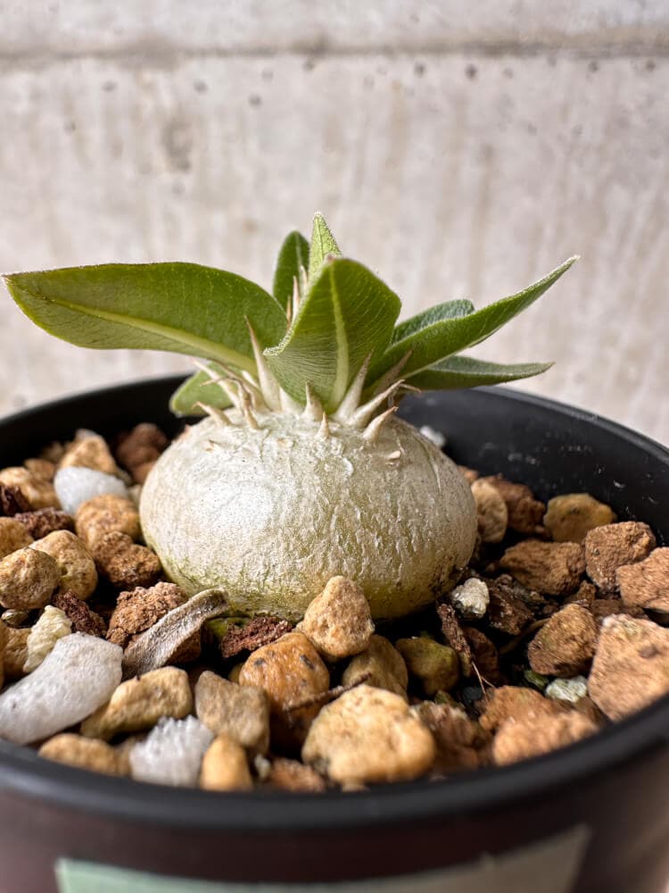 【現品限り】パキポディウム・エニグマチカム【B8】 Pachypodium enigmaticum