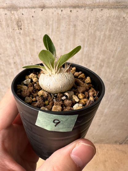 【現品限り】パキポディウム・エニグマチカム【B9】 Pachypodium enigmaticum