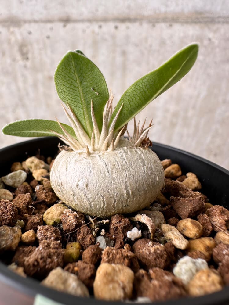 【現品限り】パキポディウム・エニグマチカム【B9】 Pachypodium enigmaticum
