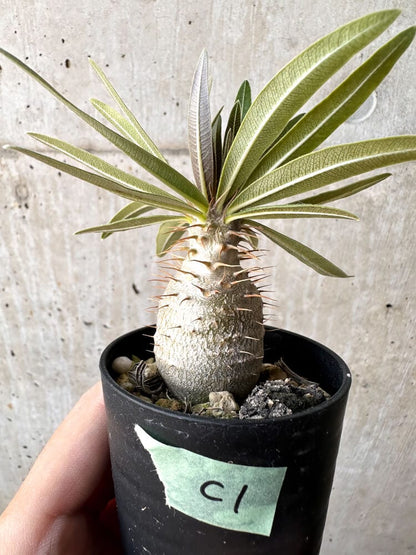 【現品限り】パキポディウム・グラキリス 実生【C1】 Pachypodium gracilius