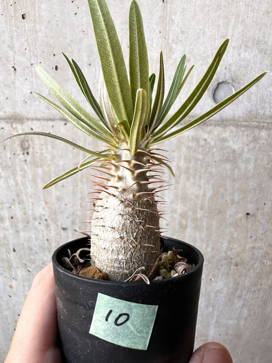 【現品限り】パキポディウム・グラキリス 実生【C10】 Pachypodium gracilius