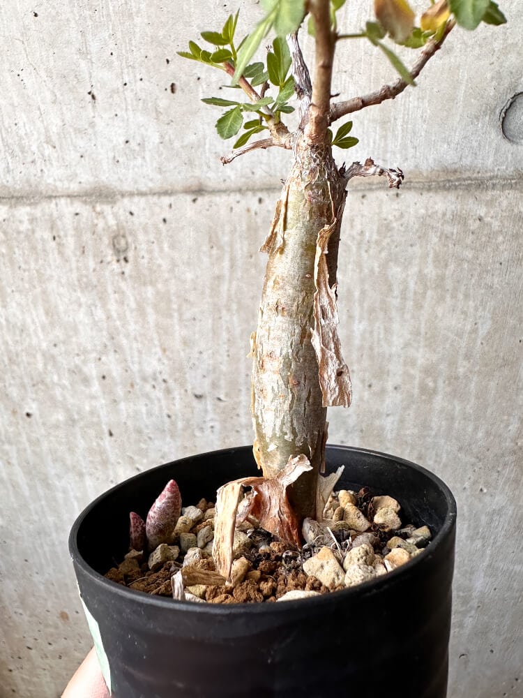 現品限り】ブルセラ・ファガロイデス 実生【C100】 Bursera fagaroides 現品限り】ブルセラ・ファガロイデス 実生【C100】 Bursera fagaroides