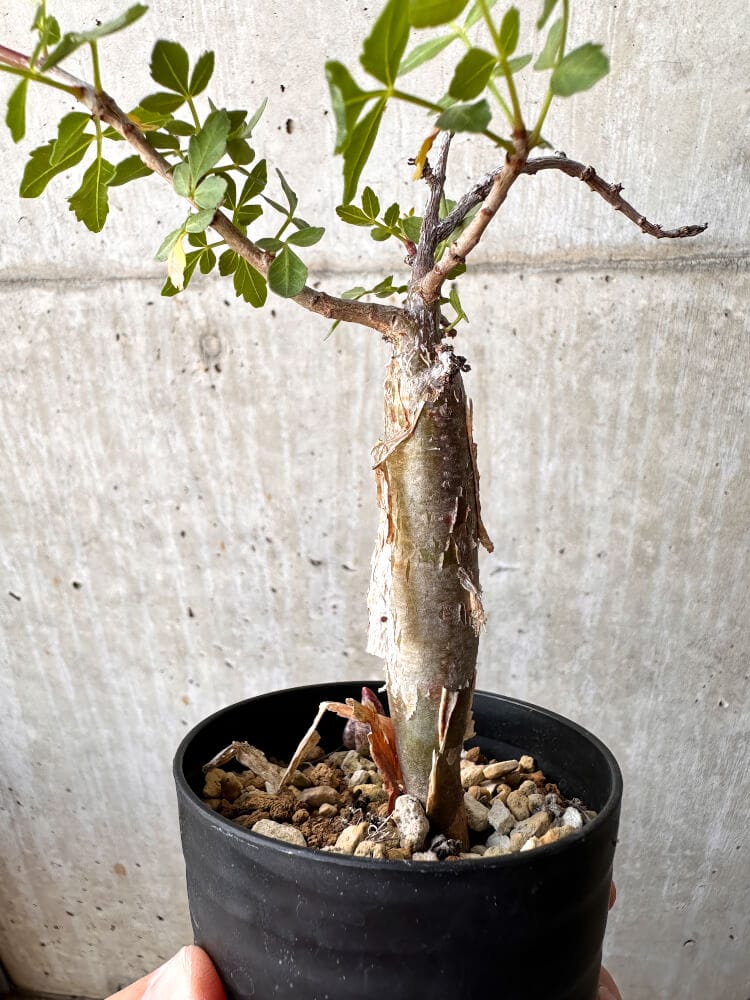 現品限り】ブルセラ・ファガロイデス 実生【C100】 Bursera fagaroides